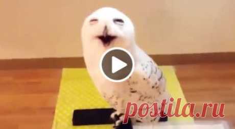 15 секунд смеха совы – и хорошее настроение начинает зашкаливать – Фитнес для мозга