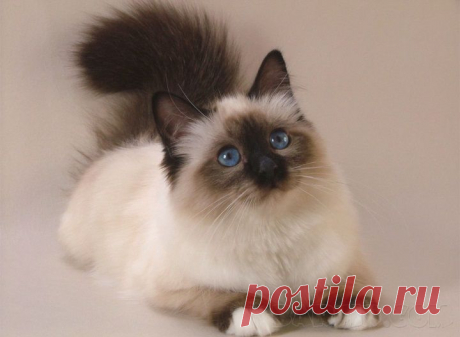 Сиамский кот