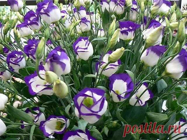 Одноклассники
