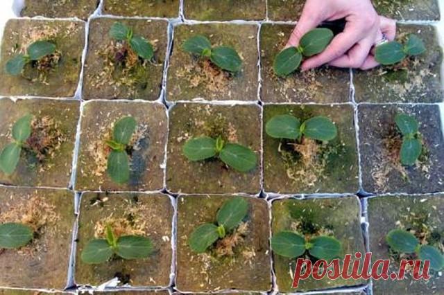 Огурцы: сильнее корни - больше урожай!