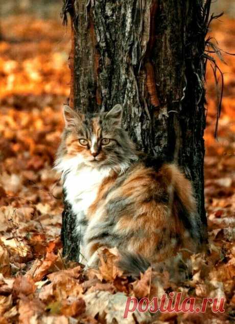 «🌺 Осенний пейзаж 🌺 » в Яндекс.Коллекциях