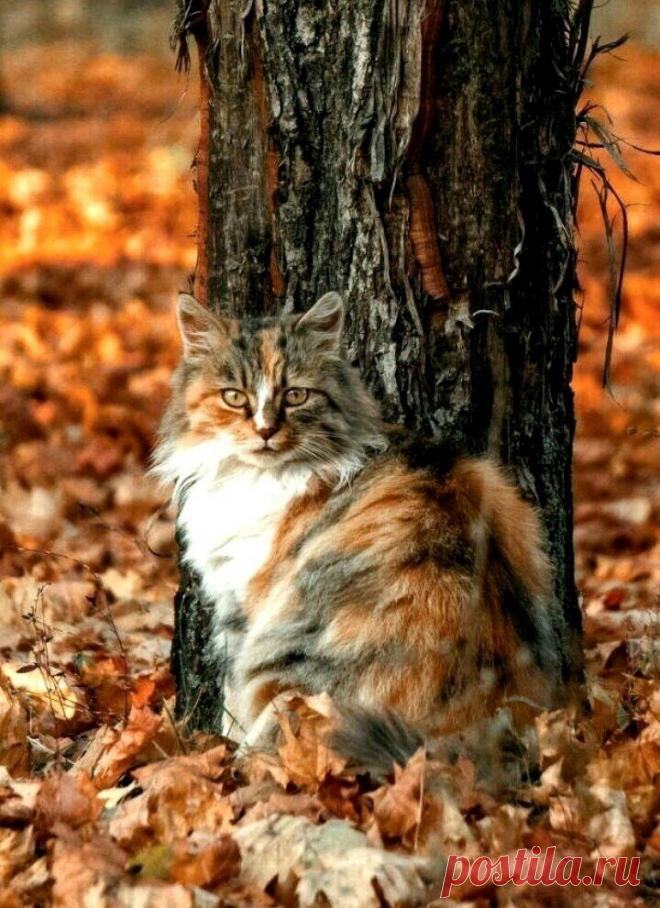 «🌺 Осенний пейзаж 🌺 » в Яндекс.Коллекциях