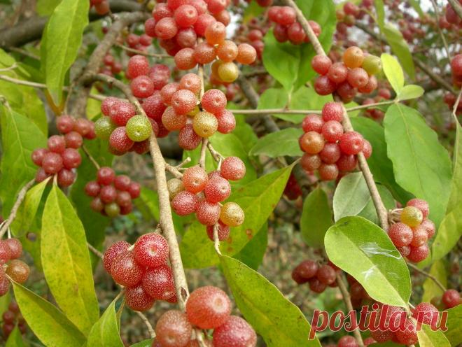 Лохи - это красиво и вкусно! (лох зонтичный, облепиха, Elaeagnaceae) - Волшебные сады - www.TVplaneta.ru - форумы