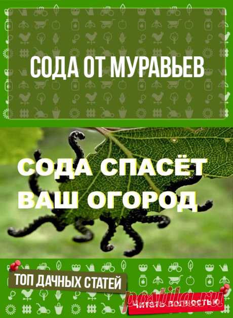 Садоводу на заметку: СОДА ОТ МУРАВЬЕВ
