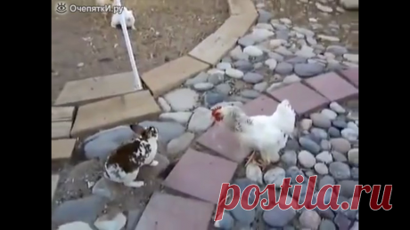 Как курицы кроликов разнимали