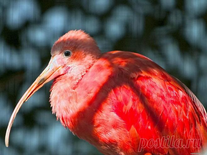 экзотические птицы: 13 тыс изображений найдено в Яндекс.Картинках