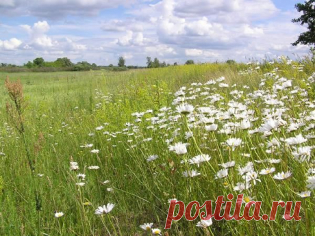 Как определить кислотность почвы по растущим на ней сорнякам?