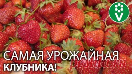 В 2 РАЗА БОЛЬШЕ КЛУБНИКИ, чем обычно! Обработка клубники весной для лучшего урожая летом. | Procvetok | Дзен