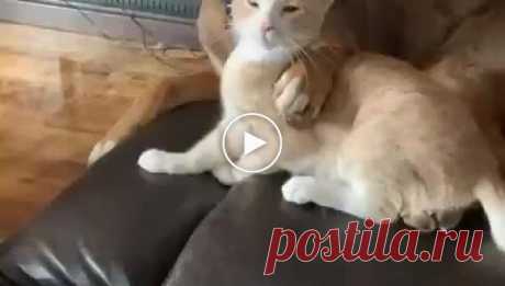 Пес чуть не съел кота в порыве страсти