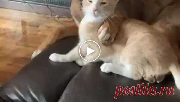 Пес чуть не съел кота в порыве страсти