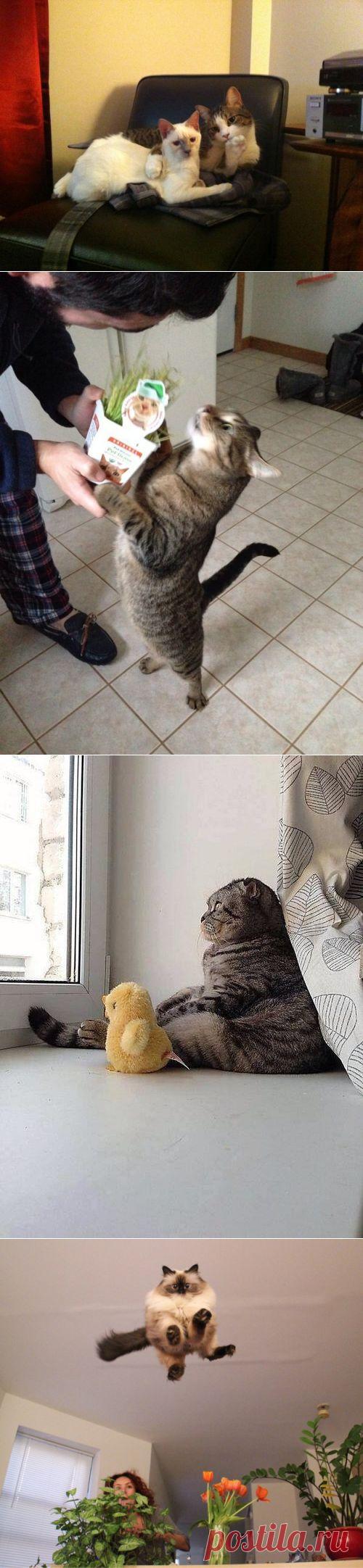 100 самых важных котофотографий всех времен