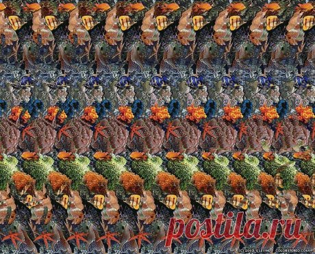 Сколько морских обитателей ты видишь? Это 3D Стереокартинка | СТЕРЕОКАРТИНКИ | Яндекс Дзен