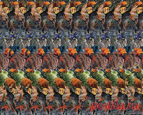 Сколько морских обитателей ты видишь? Это 3D Стереокартинка | СТЕРЕОКАРТИНКИ | Яндекс Дзен