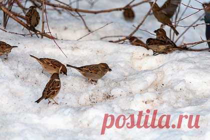 Москвичей призвали помочь птицам пережить холод