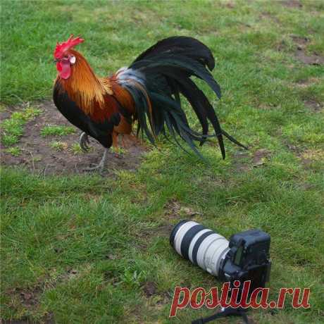 Красная бородка , гордая походка.
