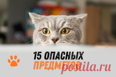 15 предметов домашнего обихода, которые нужно держать вне досягаемости кошек | ikoshkiru - Мир кошек | Дзен