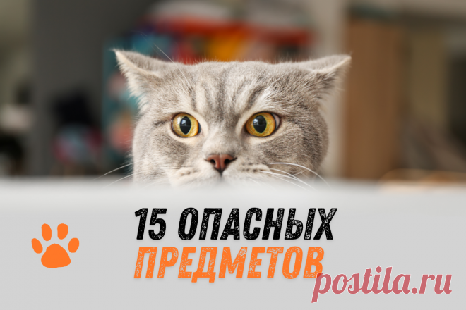 15 предметов домашнего обихода, которые нужно держать вне досягаемости кошек | ikoshkiru - Мир кошек | Дзен