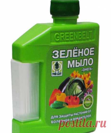 Для чего необходимо дачникам зеленое мыло? | Журнал &quot;JK&quot; Джей Кей Данный химический препарат применяют, чтобы предохранить комнатные и садовые растения от грибковых заболеваний, вредителей и яйцекладки. Кроме того, при помощи указанного инсектицида можно увеличить эффективность применяемых химических веществ, оказав дополнительное воздействие. Кроме того, растения опрыскивают зеленым мылом в профилактических целях. Упомянутый химический препарат представляет собой жидкость...