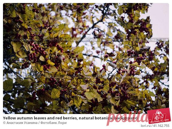 Yellow autumn leaves and red berries, natural botanical background Стоковое фото, фотограф Анастасия Усанина / Фотобанк Лори