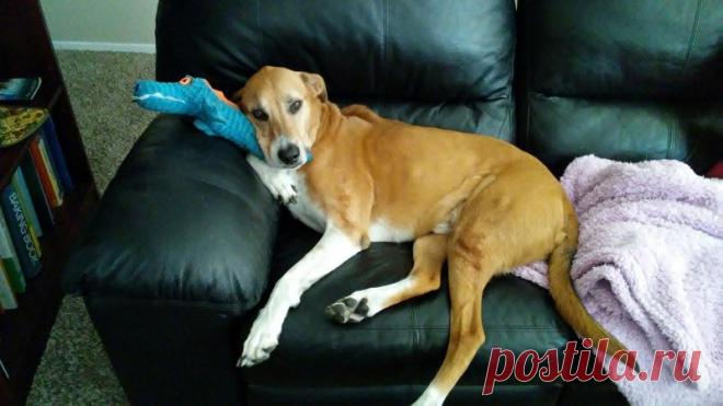 «Дайте мне самого несчастного и ненужного пса!», — попросила девочка (7 фото) | Чёрт побери Ребёнок выбрал собаку СЕРДЦЕМ, и не зря! Друга за деньги не купишь, и это чистая правда! Эту историю рассказала Элина Диденко. 5 лет назад её дочка решила взять собаку из приюта. Эля поинтересовалась у ребёнка, по какому принципу та выбрала себе питомца. Ответ девочки был очень трогательным: Мне было всё равно, как будет выглядеть эта собака, сколько ей будет лет, и какого она будет...