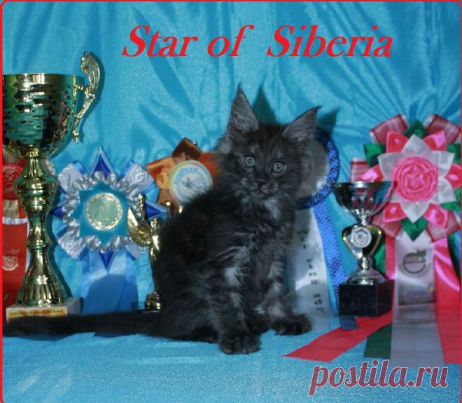 Котенок мейн-кун Star of Siberia Detonator.