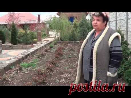 Розы.  Как Правильно Заложить Розарий. Условия Хорошего Цветения Роз