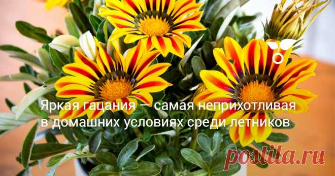 У комнатной гацании есть свои капризы и требования, но добиться от нее парадного цветения совсем не сложно. И это единственный способ сохранить цветущие кустики осенью.