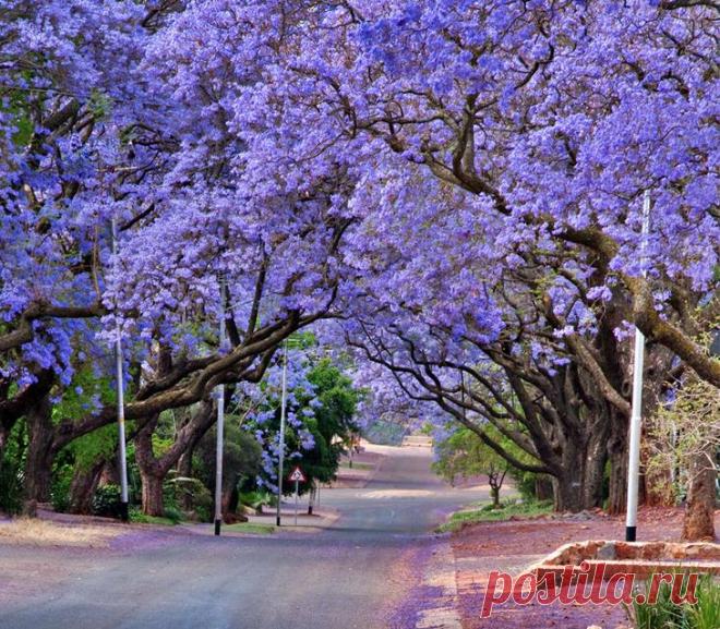 Жакаранда (фиалковое дерево).