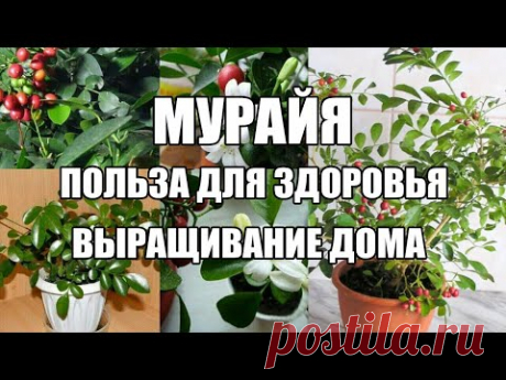 Мурайя удивительный цитрус. Польза здоровью от мурайи. Выращивание мурайи дома - YouTube