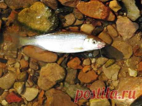 Удочка для холодной воды