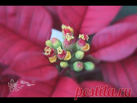 Цветы пуансетии из фоамирана. МК Анны Куницыной