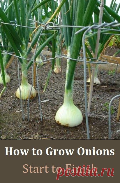How to Grow Onions - From Start to Finish | Alternative Gardening | Bloglovin’