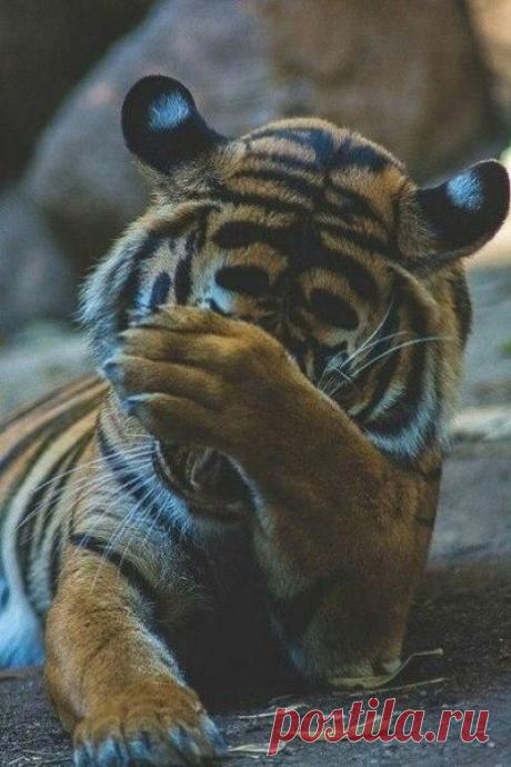 ♥ ЖИВОТНЫЕ ♥ ПРИРОДА ♥