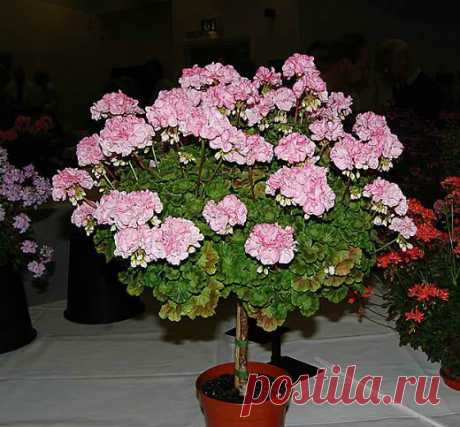 Дневник Montileda
