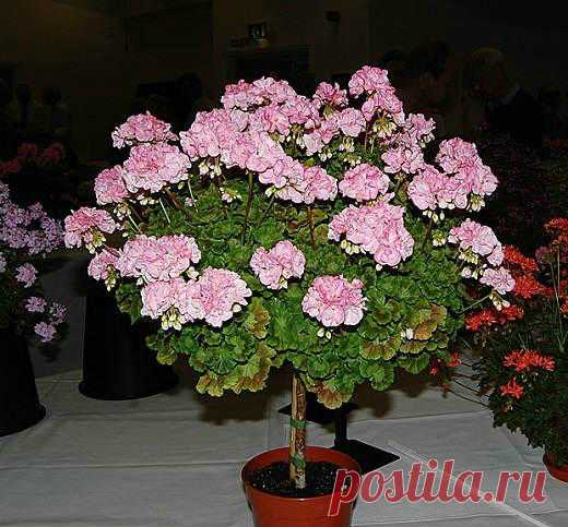 Дневник Montileda