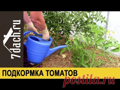 Подкормка томатов: ЗОЛА и ЙОД - 7 дач
