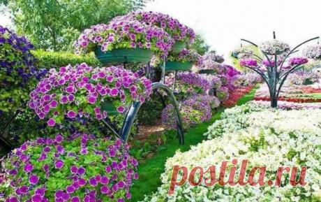 Обильное цветение петуньи – 3 правила ухода за цветущим растением
Для того, чтобы ваша петунья богато цвела, необходимо выполнять 3 составляющие процедуры для ее ухода. При этом ничего сложного в этом нет, а эффект не заставит себя ждать.
1. Объемный контейнер или кашпо
У петуньи хорошо развита корневая система. Поэтому на один саженец петуньи вам потребуется около 5 литров земли, которые следует поместить в просторное кашпо. Если объем вашего кашпо составляет 10 литров, то в него нужно посадит