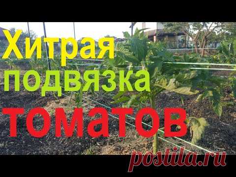 #65 Хитрый способ подвязки томатов.