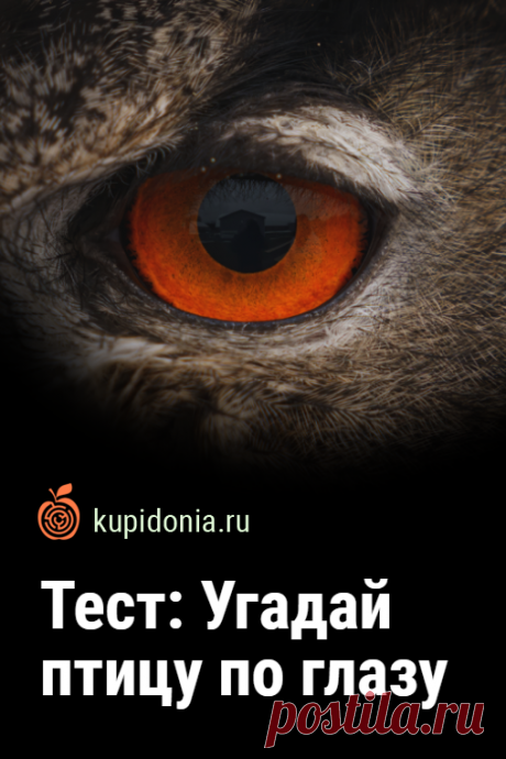Тест: Угадай птицу по глазу. Этот развлекательный тест проверит вашу наблюдательность и визуальную память. Каждый его вопрос мы снабдили фотографией глаза птицы и небольшой подсказкой, так как всё-таки без неё задача может оказаться слишком сложной.