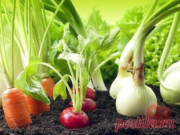 Гениальные хитрости огородников.