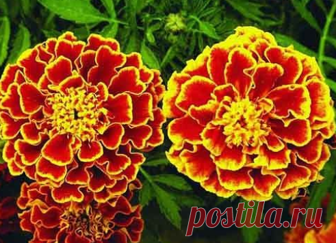 Бархатцы. Народные рецепты.

Это растение обладает целебной силой, содержит множество эфирных масел и других полезных веществ. В народной медицине водный настой цветков Чернобривцов (бархатцев) в древности применяли как мочегонное, потогонное и противоглистное средство. Пили чай из бархатцев для лечения диареи и желудочных колик. Мексиканские индейцы применяли настойки бархатцев для усиления лактации, облегчения ревматических болей. В Индии соком свежевыжатых листьев лечил...