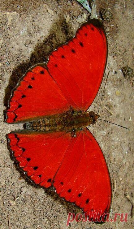 (3) Pinterest • The world’s catalog of ideas