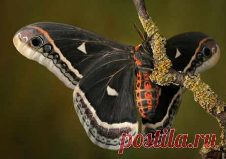 Насекомые (12 макро фото) | Развитие детей. Онлайн игры. Сказки. Раскраски. Алфавит. Карточки. Математика. Здоровье