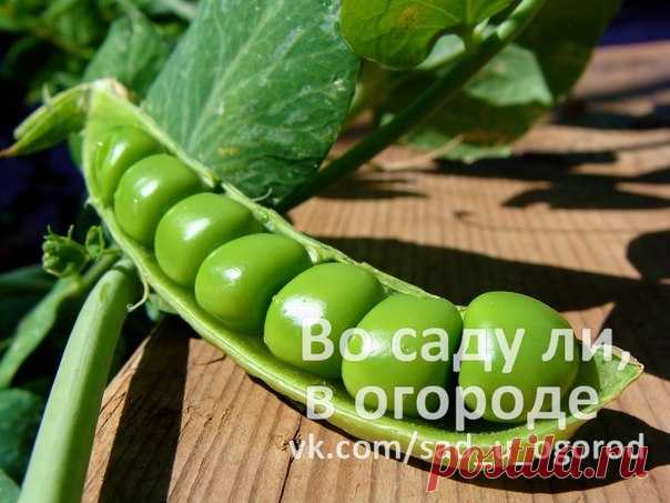 Выращиваем горох весь сезон | Дачники