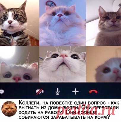 Кошки в самоизоляции!
Не забываем подписаться и ставить лайки!