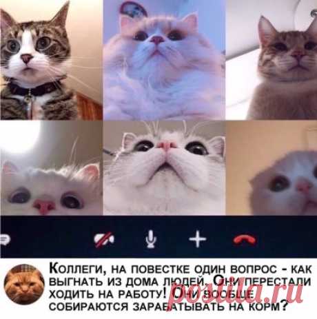 Кошки в самоизоляции!
Не забываем подписаться и ставить лайки!