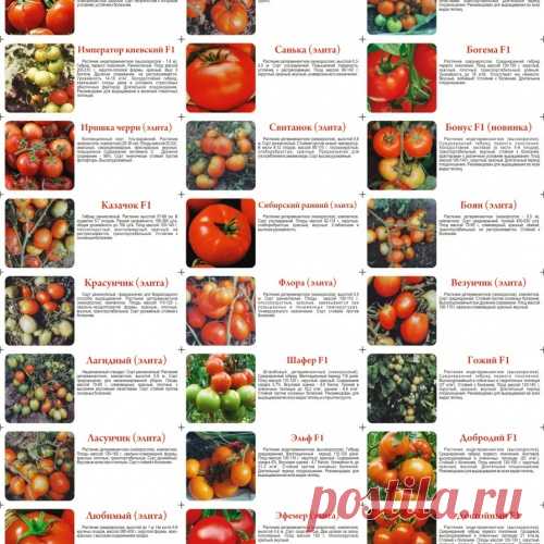 САД, ЦВЕТНИК И ОГОРОД. Рекомендуемые сорта томатов