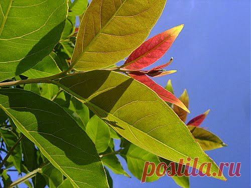 Для нехороших ран травяная примочка | Друг пенсионера
Мой муж работает строителем. По­стоянно находится в разъездах, по­тому что их бригада работает возле Москвы. Мы без папы, конечно, ску­чаем, ведь не видим его больше ме­сяца