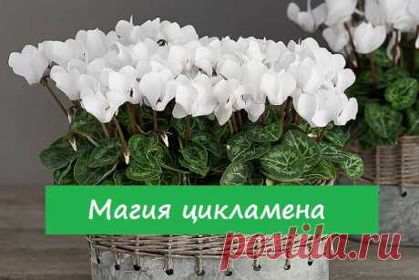 Магические и целебные свойства цикламена. Наиболее сильные цвета - розовый и белый | Tanfest