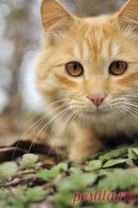 photogenic felines